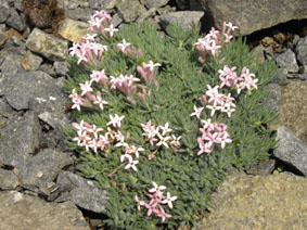 Asperula daphneola